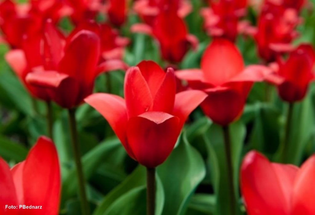 Tulipán en Turquía