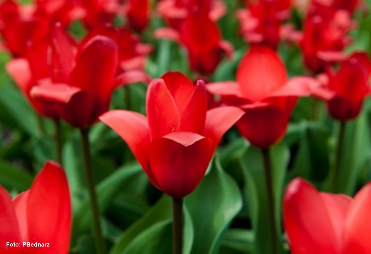Flor Originária Da Turquia Mas Da Fama A Outro País - RETOEDU
