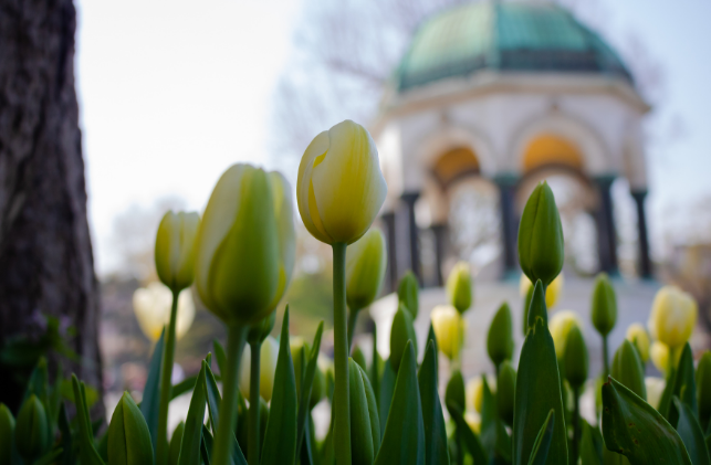 tulipan turquía